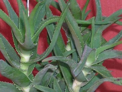 Aloe ciliaris Aloe ciliaris Glasshouse Works