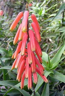 Aloe ciliaris httpsuploadwikimediaorgwikipediacommonsthu