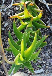 Aloe decumbens httpsuploadwikimediaorgwikipediacommonsthu