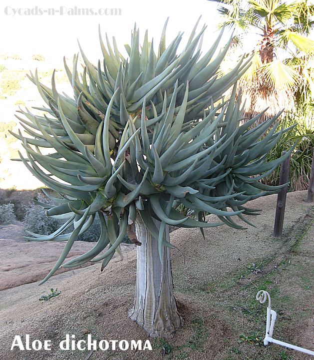 Aloe dichotoma Aloe dichotoma TROPICAL LOOKING PLANTS Other Than Palms PalmTalk