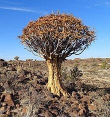 Aloe dichotoma httpsuploadwikimediaorgwikipediacommonsthu