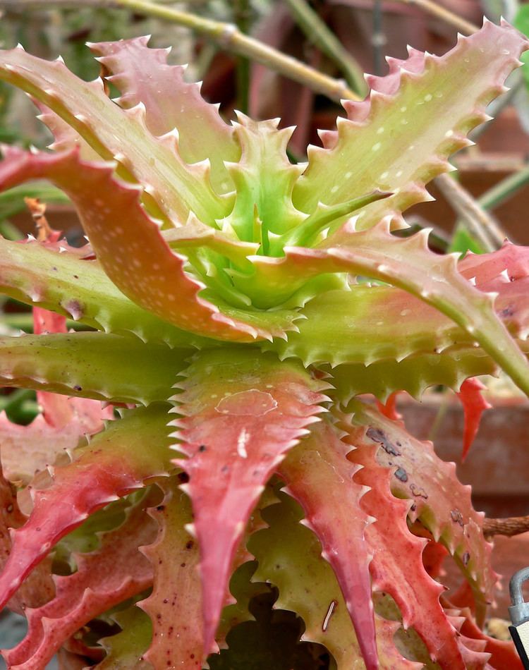 Aloe dorotheae httpsuploadwikimediaorgwikipediacommons88
