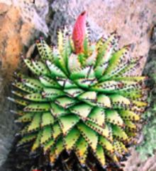 Aloe erinacea httpsuploadwikimediaorgwikipediacommonsthu