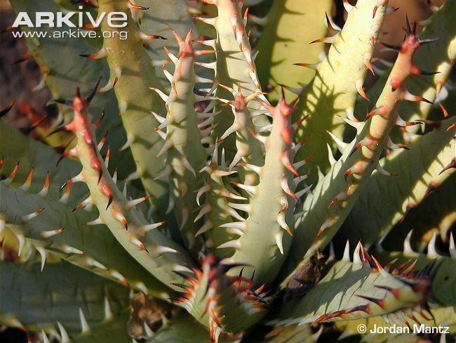 Aloe erinacea Aloe videos photos and facts Aloe erinacea ARKive