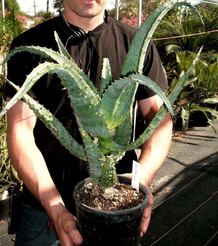 Aloe excelsa Aloe excelsa quotMatsimboquot Plants Aloe Species