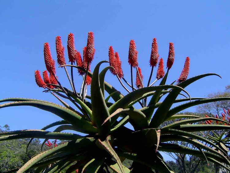 Aloe excelsa Aloe excelsa Zimbabwe Aloe World of Succulents