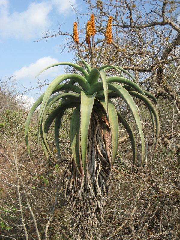 Aloe excelsa Aloe excelsa Images Useful Tropical Plants