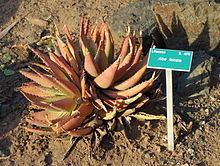 Aloe falcata httpsuploadwikimediaorgwikipediacommonsthu