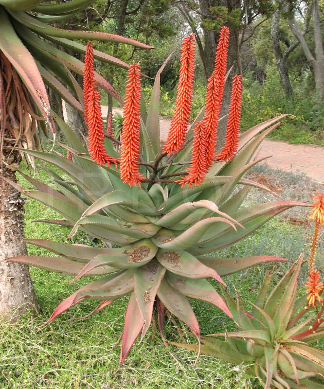 Aloe ferox VIRBOGA Aloe ferox