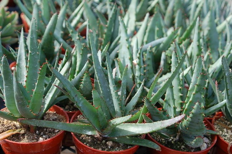 Aloe ferox Trees Planet Aloe ferox Cape Aloe