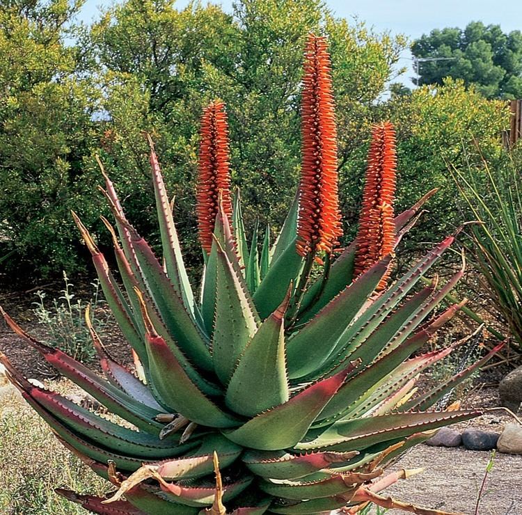 Aloe ferox Benefits Of Cape Aloe Aloe Ferox For Health Tips Curing Disease