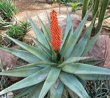 Aloe ferox httpsuploadwikimediaorgwikipediacommonsthu