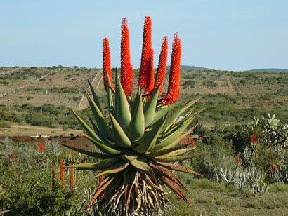 Aloe ferox Kimpex Enterprises Aloe Ferox