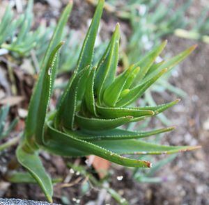 Aloe juddii httpsuploadwikimediaorgwikipediacommonsthu