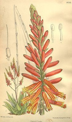 Aloe littoralis httpsuploadwikimediaorgwikipediacommonsthu
