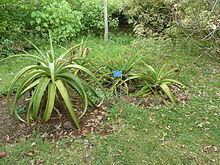 Aloe macra httpsuploadwikimediaorgwikipediacommonsthu