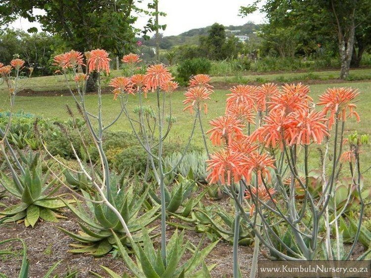 Aloe maculata Aloe maculata previously Aloe sapinaria Kumbula Indigenous Nursery