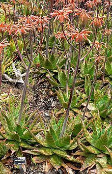 Aloe maculata httpsuploadwikimediaorgwikipediacommonsthu