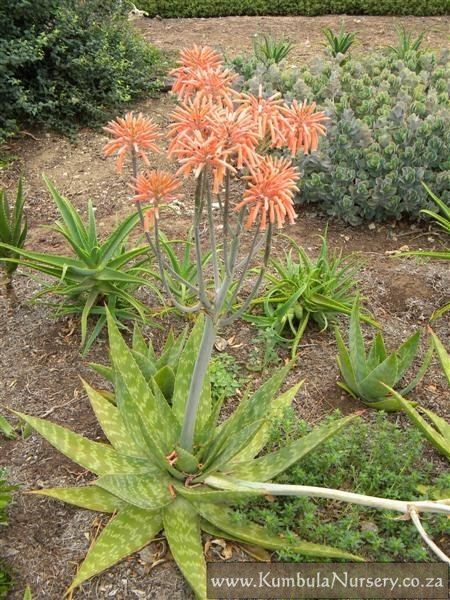 Aloe maculata Aloe maculata previously Aloe sapinaria Kumbula Indigenous Nursery