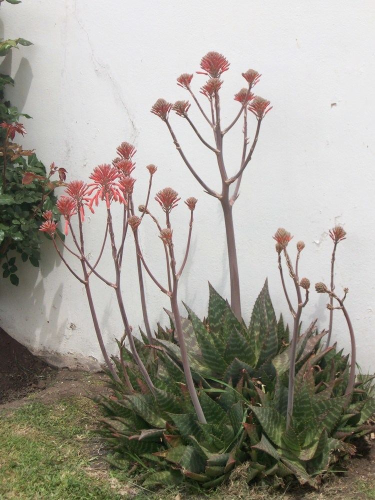 Aloe maculata Aloe maculata All Checklist View