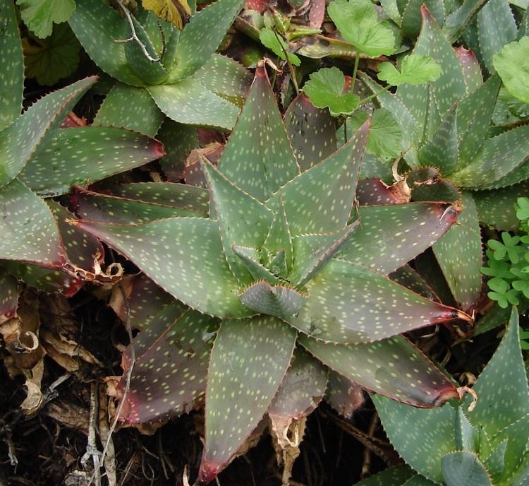 Aloe maculata Aloe maculata Wikipedia