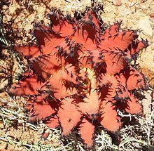 Aloe melanacantha httpsuploadwikimediaorgwikipediacommonsthu