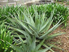 Aloe nyeriensis httpsuploadwikimediaorgwikipediacommonsthu