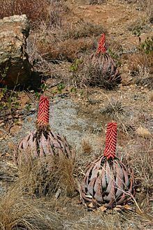 Aloe peglerae httpsuploadwikimediaorgwikipediacommonsthu