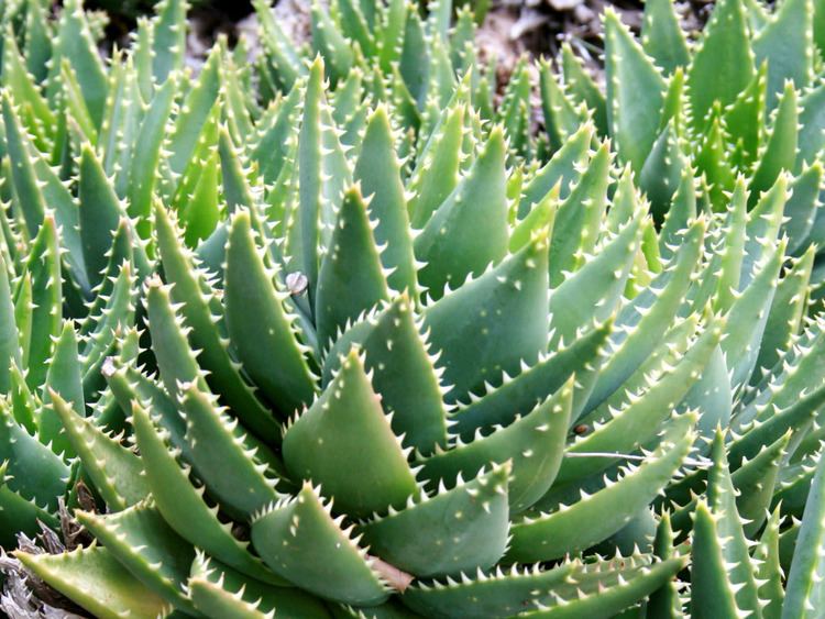 Aloe perfoliata Aloe perfoliata Rubble Aloe Mitre Aloe World of Succulents