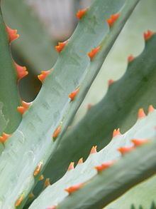 Aloe perryi Aloe perryi Wikipedia