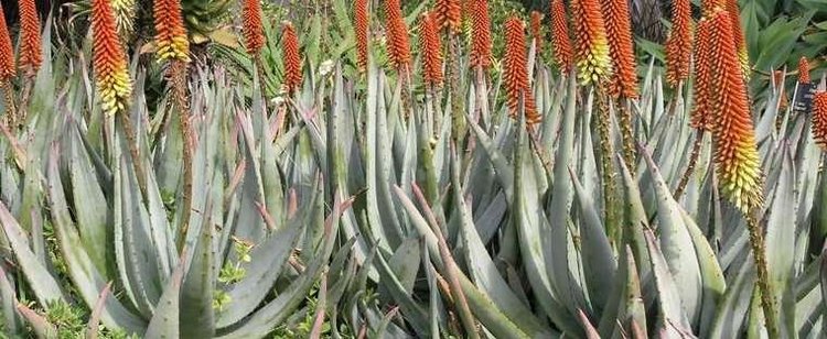 Aloe petricola Aloe Aloe petricola