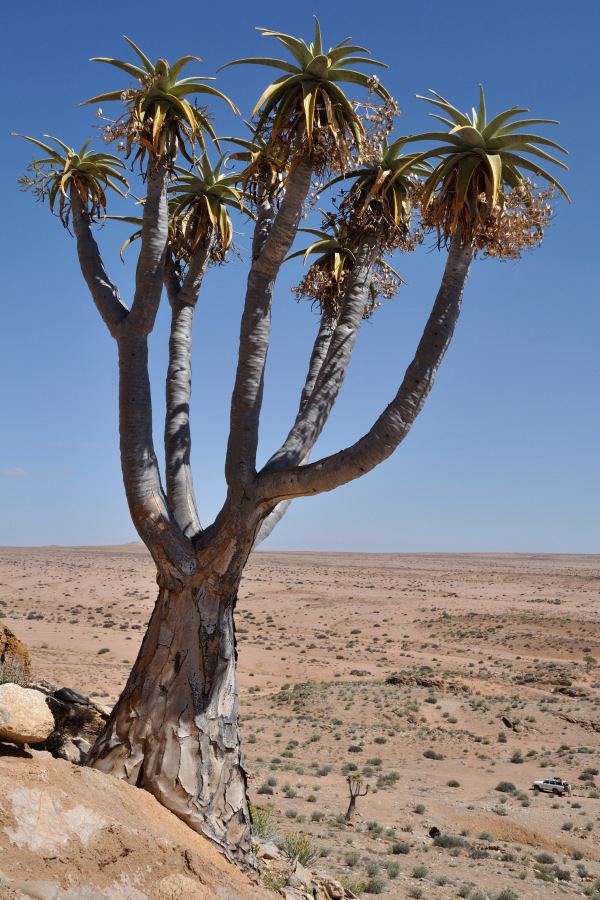 Aloe pillansii Pictures of Aloe pillansii from Richtersveld desert in South Africa