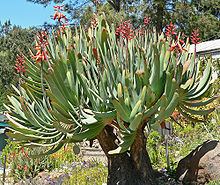 Aloe plicatilis httpsuploadwikimediaorgwikipediacommonsthu