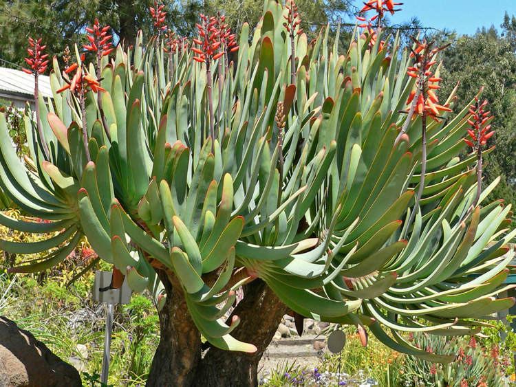 Aloe plicatilis Aloe plicatilis Fan Aloe World of Succulents