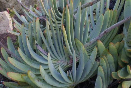 Aloe plicatilis Garden Plant Collections Aloe plicatilis San Francisco Botanical