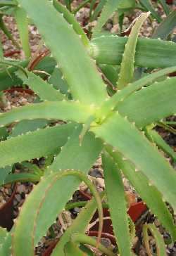 Aloe pluridens Aloe pluridens
