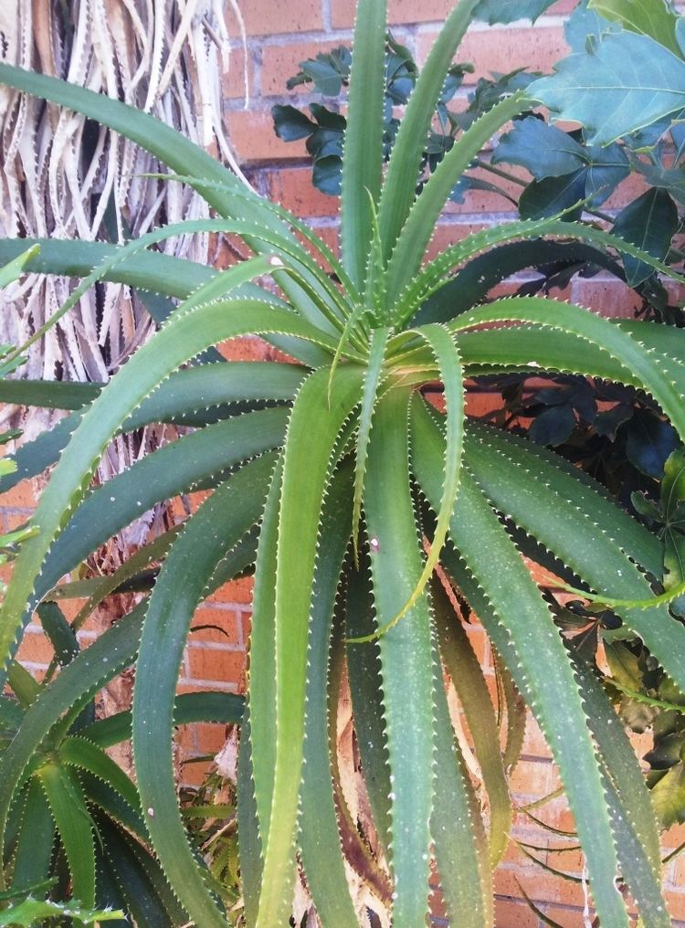 Aloe pluridens FileAloe pluridens Kirstenbosch NBG 2jpg Wikimedia Commons