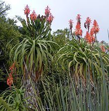 Aloe pluridens httpsuploadwikimediaorgwikipediacommonsthu