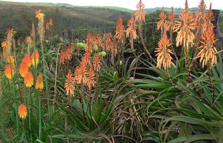 Aloe pluridens Environmental Rehabilitation and Indigenous Landscape Design Aloe