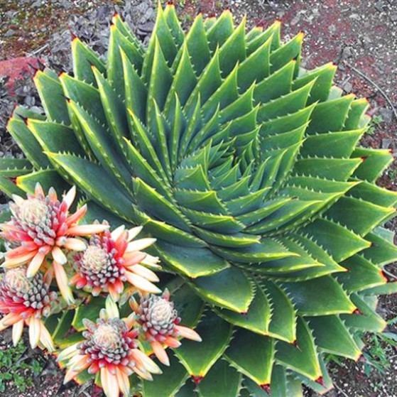 Aloe polyphylla Wairere Nursery Ltd Auckland Aloe polyphylla the Spiral aloe