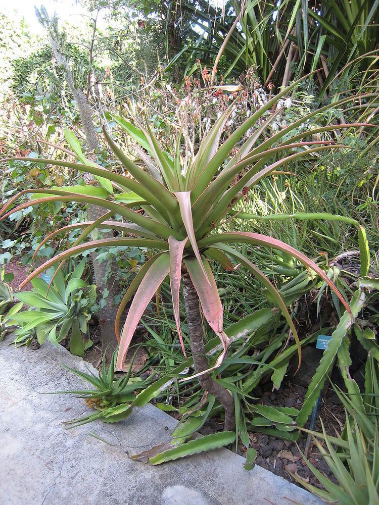 Aloe purpurea