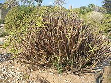 Aloe ramosissima httpsuploadwikimediaorgwikipediacommonsthu