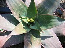 Aloe reynoldsii httpsuploadwikimediaorgwikipediacommonsthu