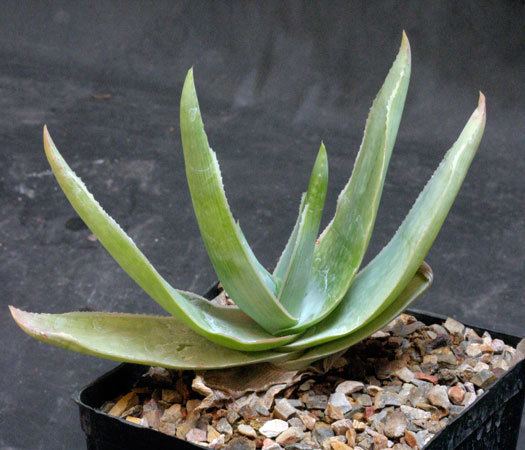 Aloe reynoldsii Aloe reynoldsii onegallon pots Arid Lands Greenhouses