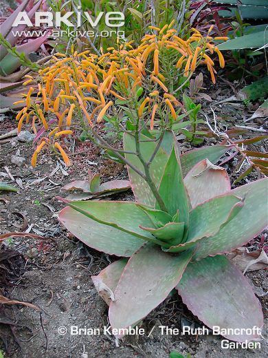 Aloe reynoldsii Aloe photo Aloe reynoldsii G109112 ARKive