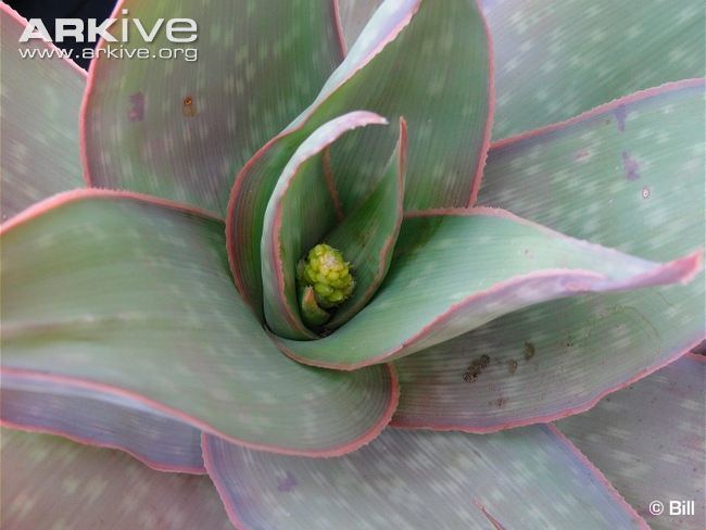 Aloe reynoldsii Aloe videos photos and facts Aloe reynoldsii ARKive