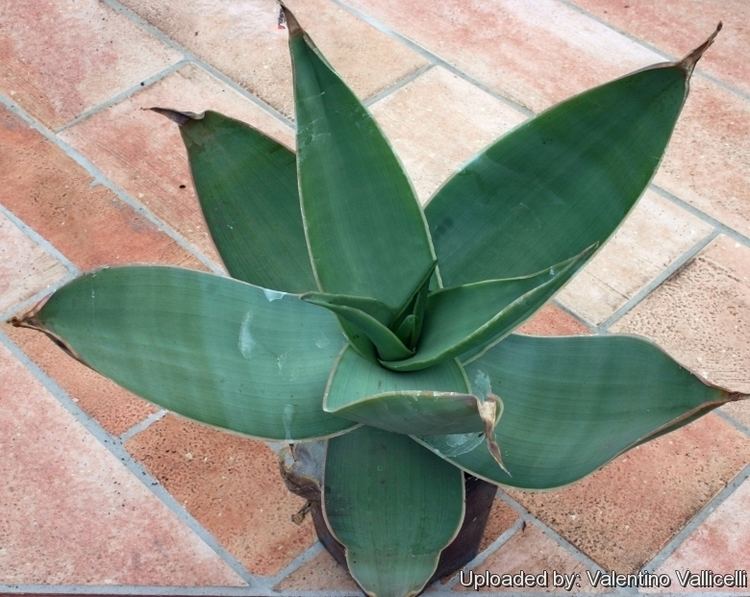 Aloe reynoldsii Aloe reynoldsii