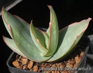 Aloe reynoldsii Aloe reynoldsii