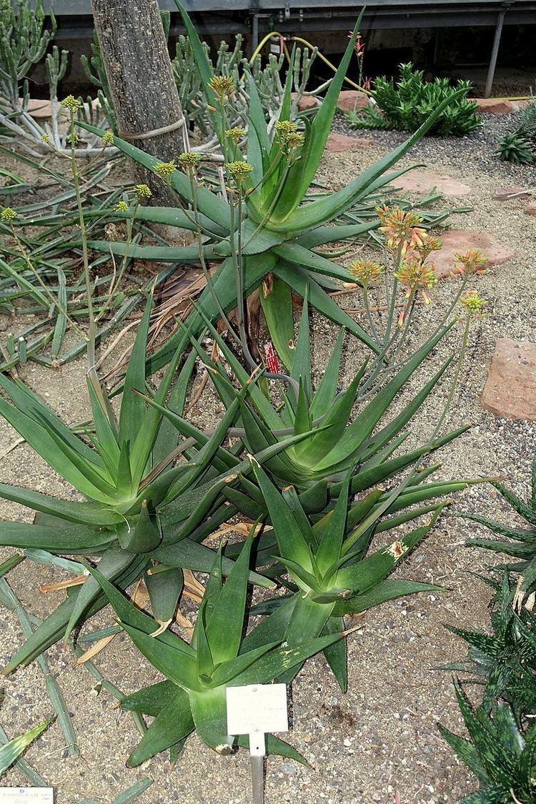 Aloe scobinifolia
