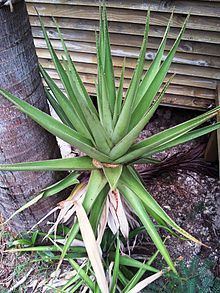 Aloe sect. Lomatophyllum httpsuploadwikimediaorgwikipediacommonsthu